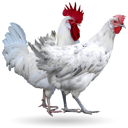 Gallina Raza Andaluza Blanca