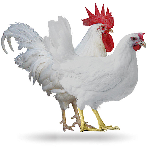 Leghorn